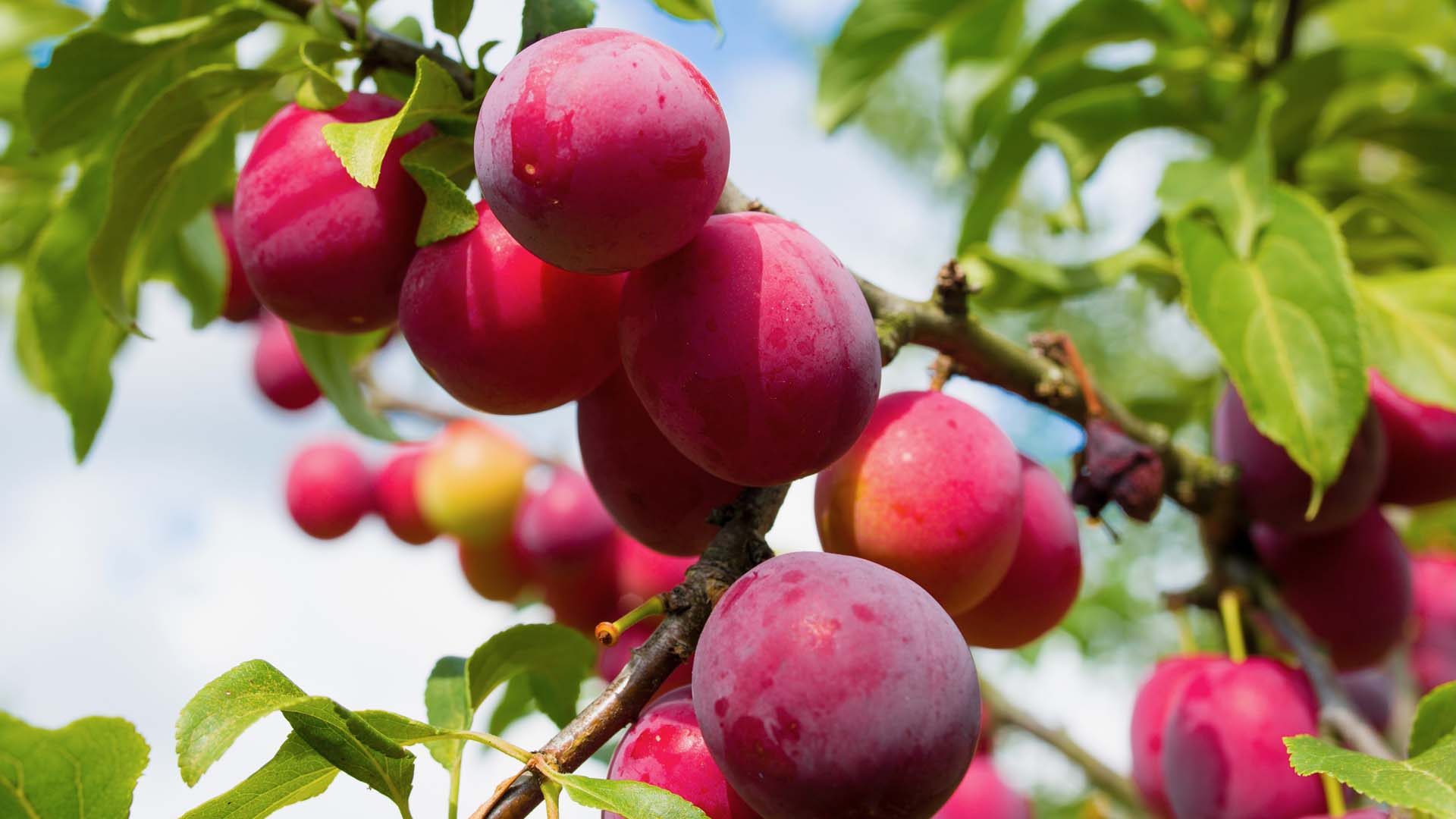 a bunch of plums on a tree branch