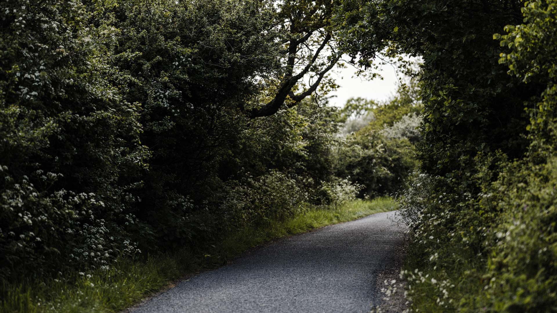A country road lined with bramble bushes