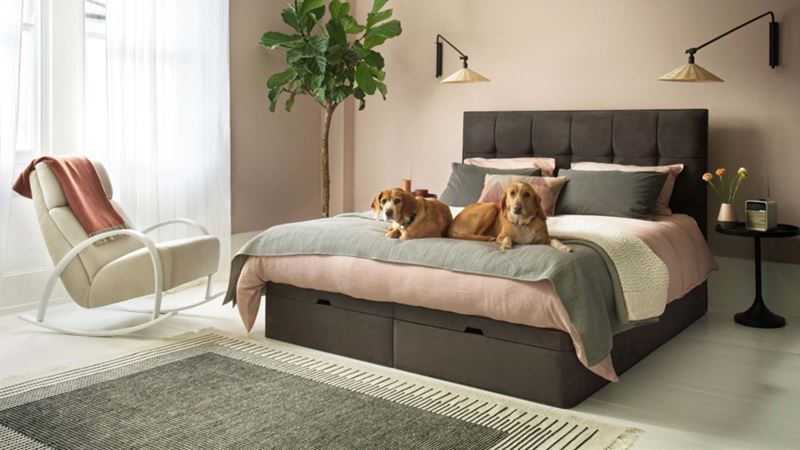 A serene bedroom with large bed dressed in grey and pink bedding, a modern upholstered rocking chair and standing beside lamps. Two golden dogs are lying on the bed.