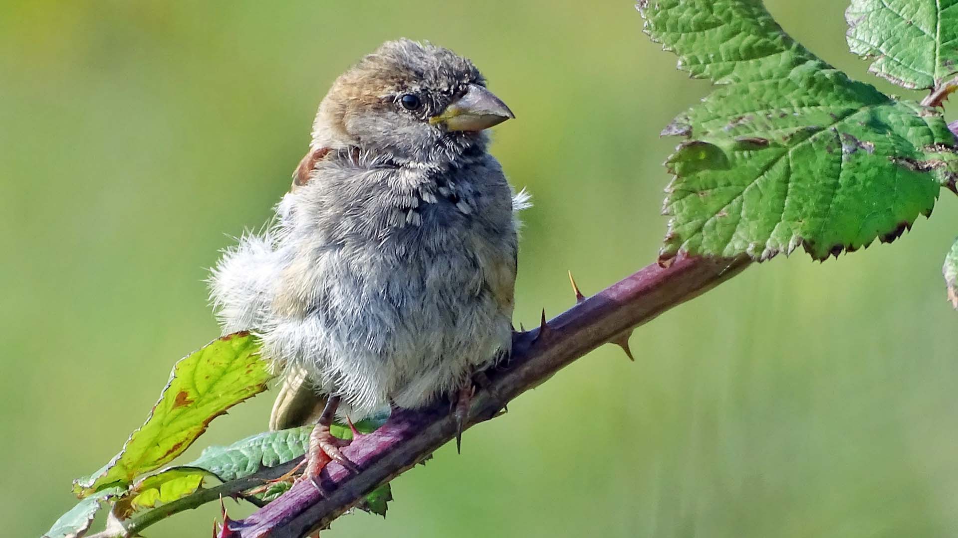 A young sparrow perched on a bramble bush