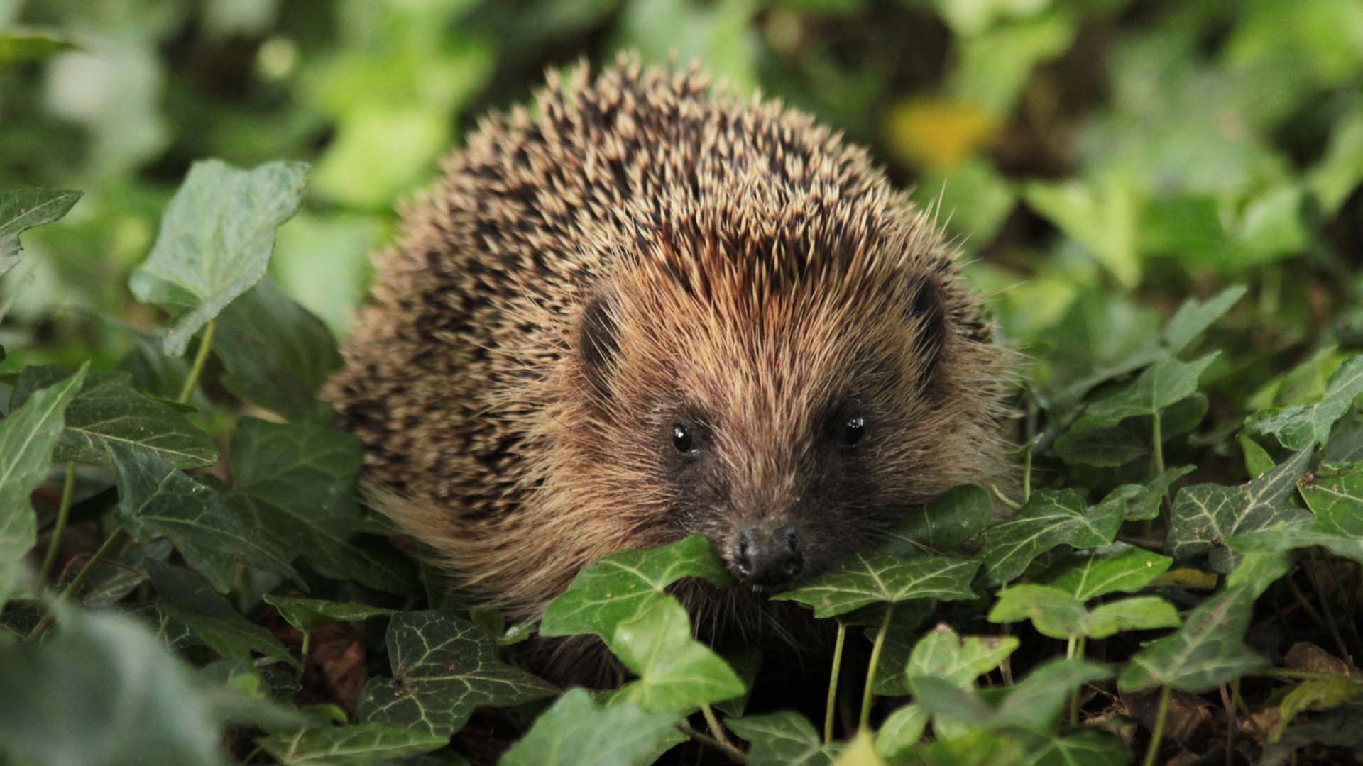 Wild European hedgehog in the garden