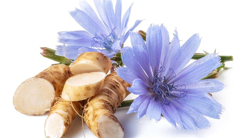 the root of Jerusalem Artichoke with one of its purple flowers