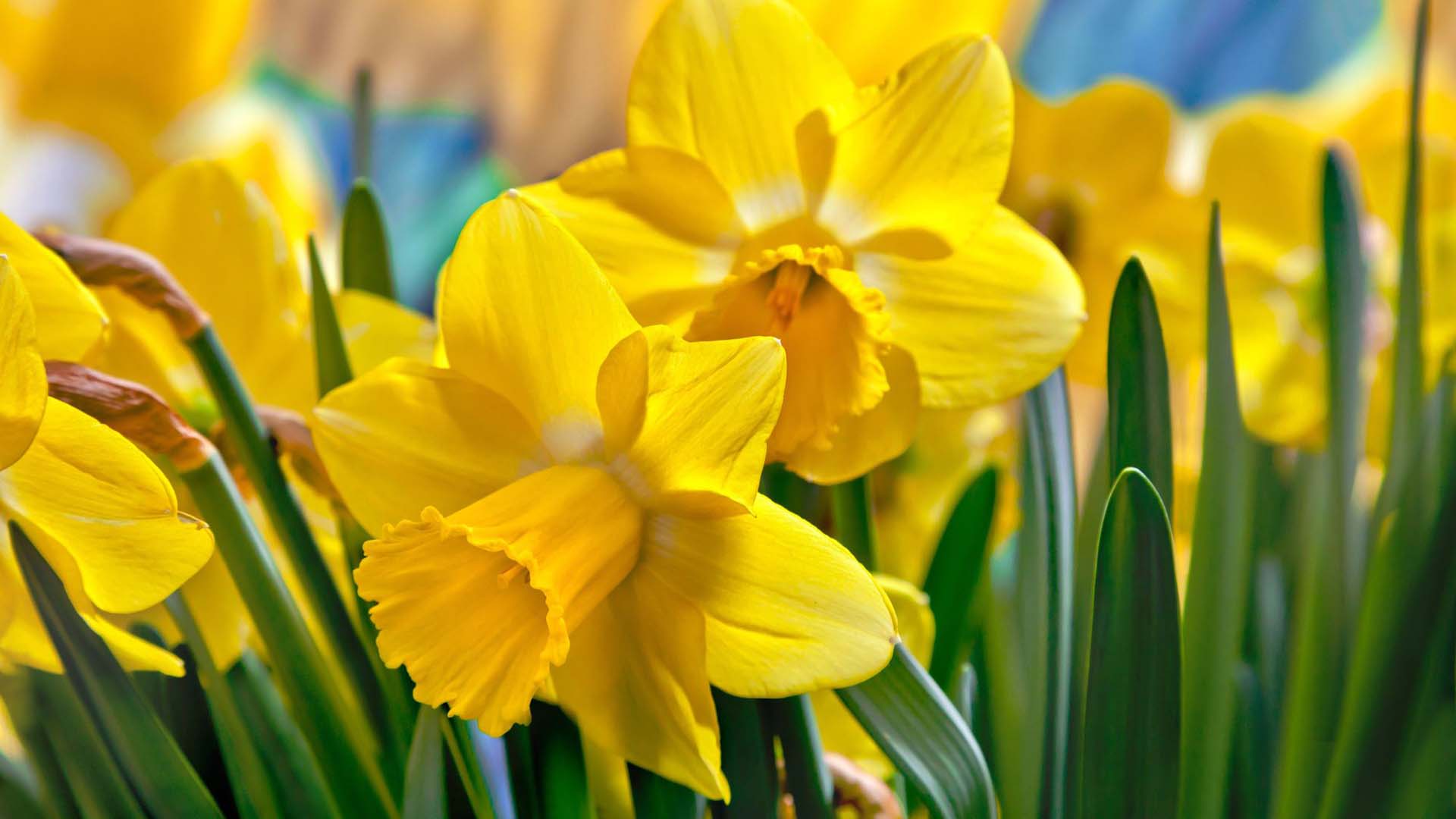A close-up of vibrant yellow daffodils