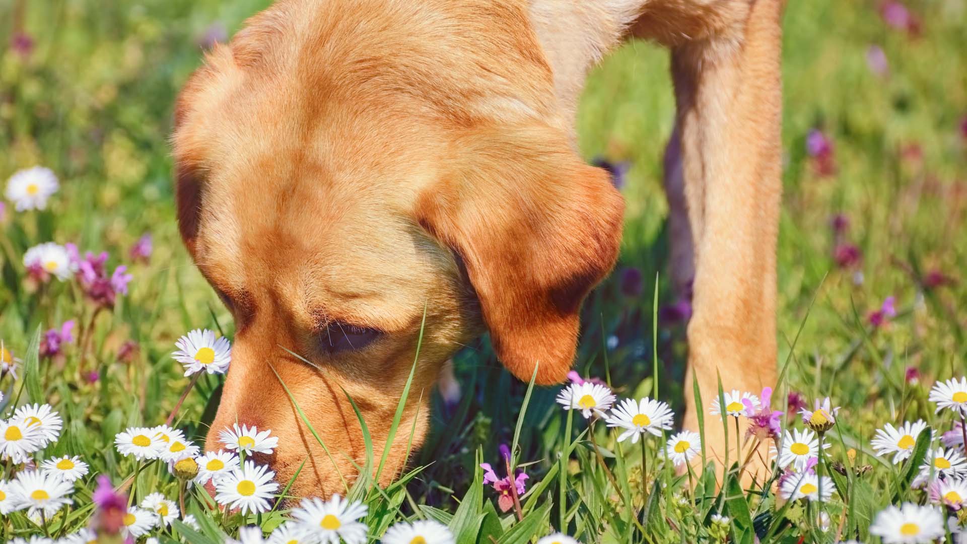 Dog sniffing at flowers