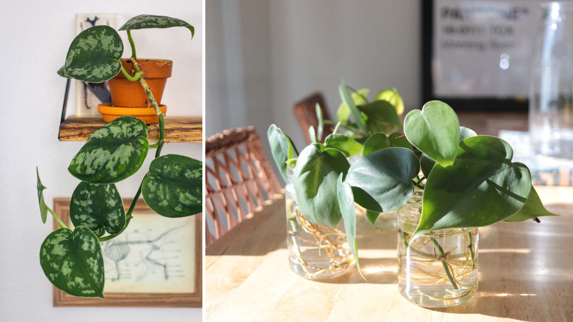 Two side-by-side images of small houseplants in pots on desks