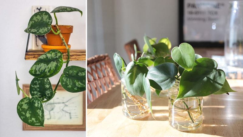Two side-by-side images of small houseplants in pots on desks