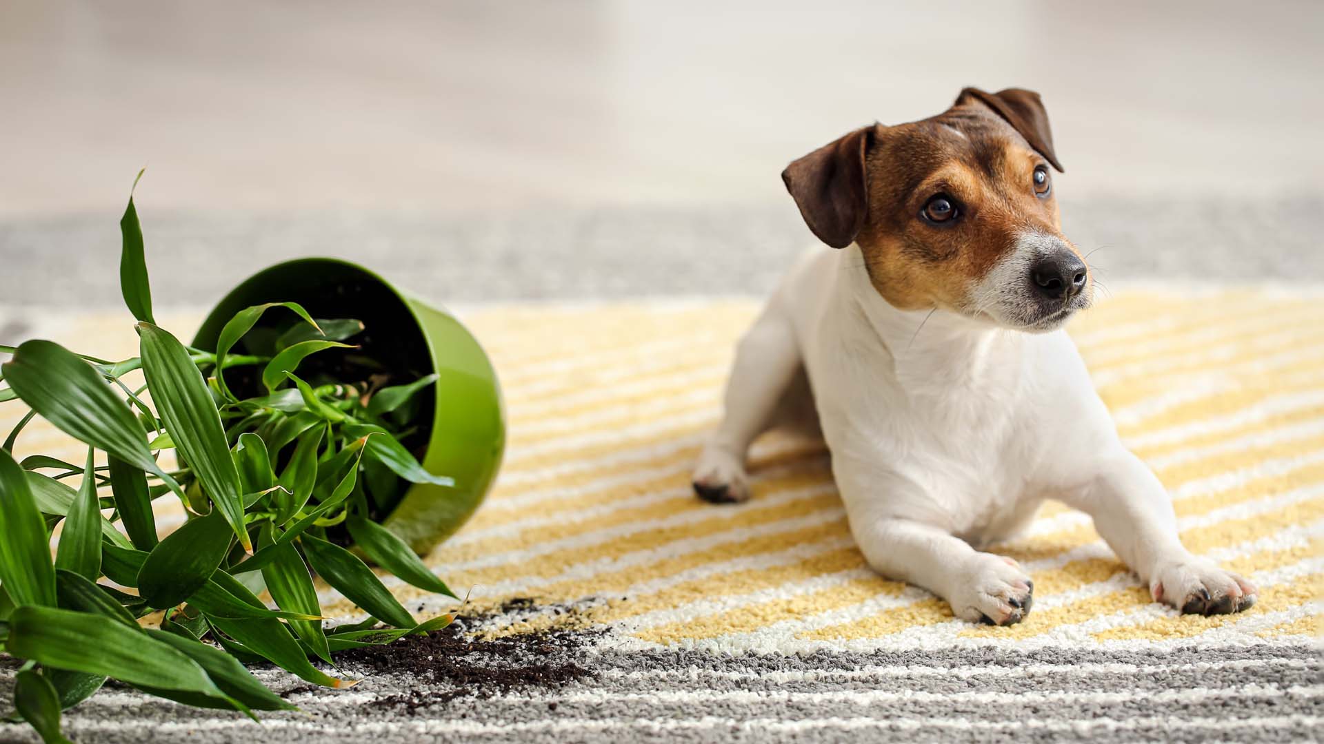 a dog and knocked over plant on a rug