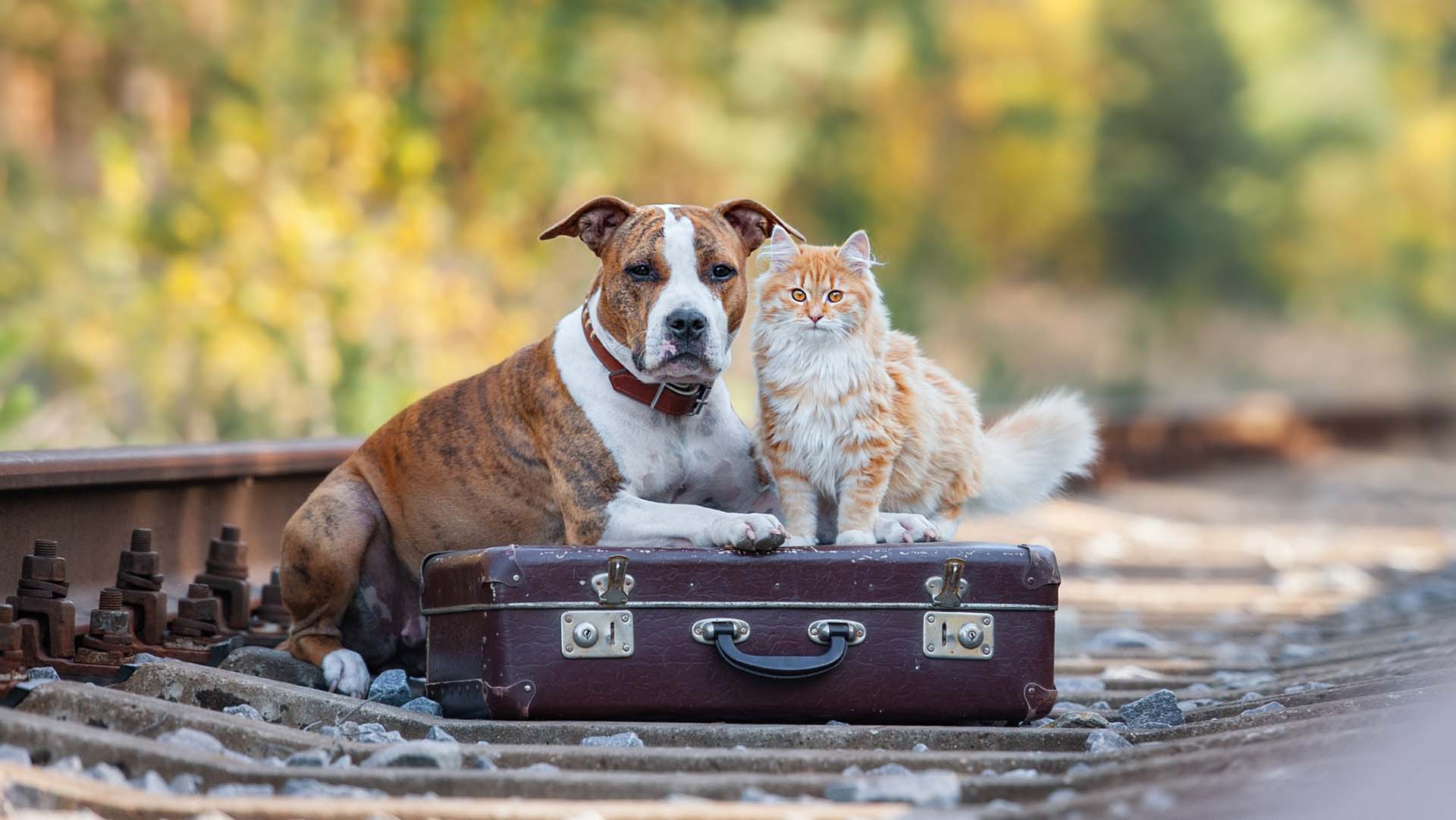 Cat and dog with suitcase