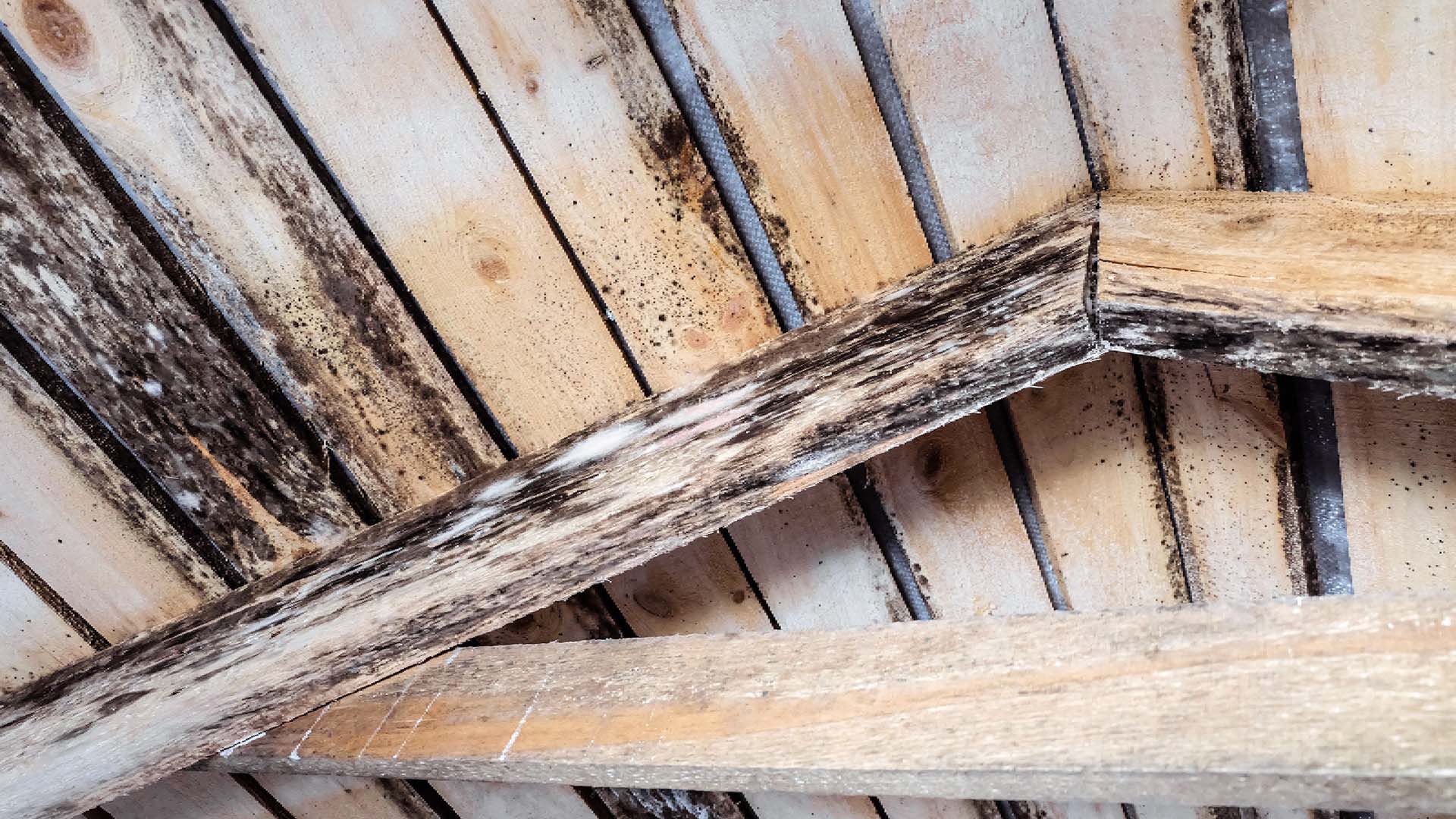 Damp and dank up top - It s time to give your loft a health check