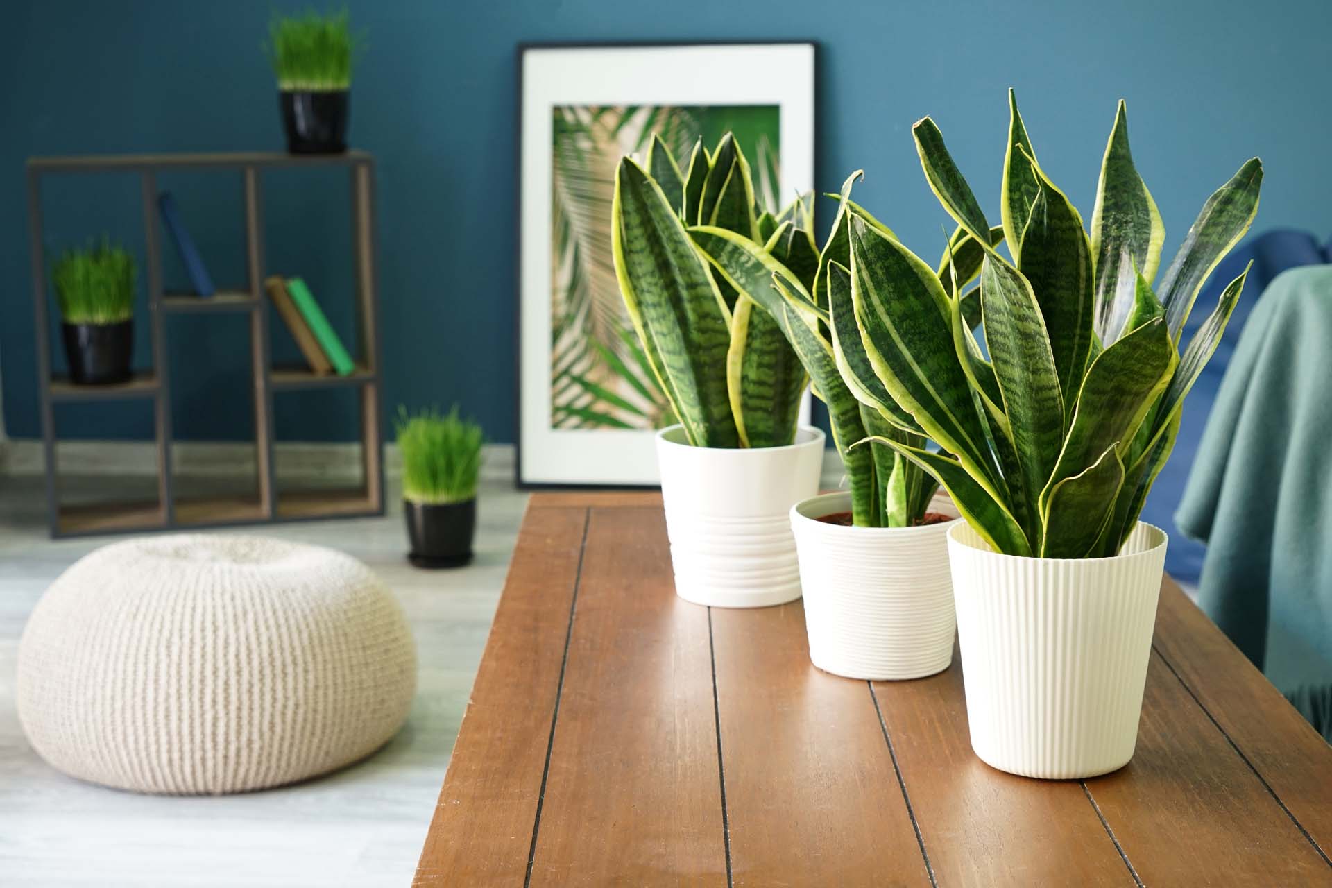 Sansevieria plants on a long wood table in modern room