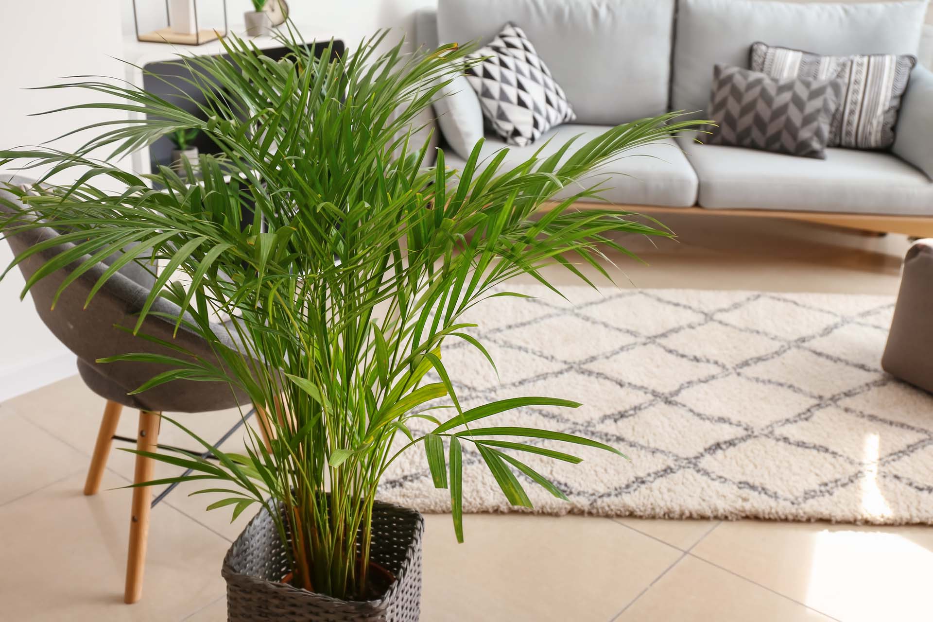 Decorative Areca palm positioned in a well-lit living room in front of a cream-colored couch and carpet