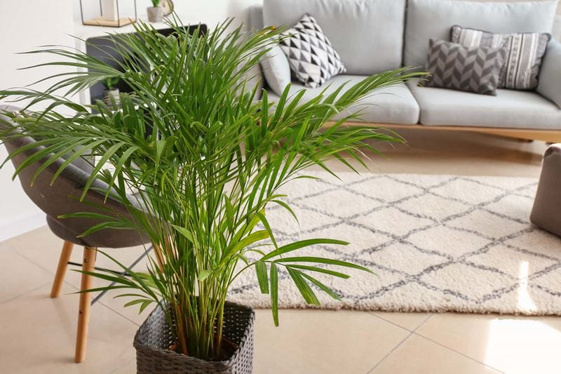 Decorative Areca palm positioned in a well-lit living room in front of a cream-colored couch and carpet