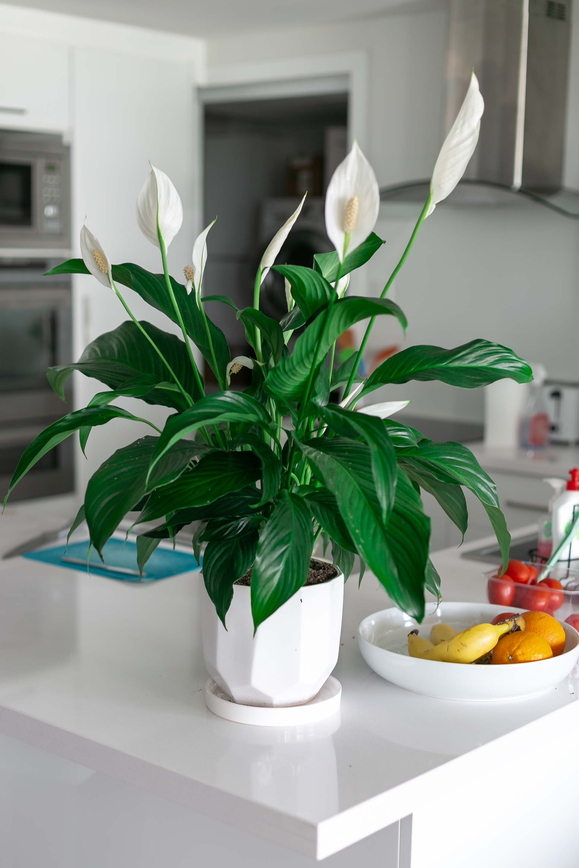 Peace lily house plant on top of a white kitchen island
