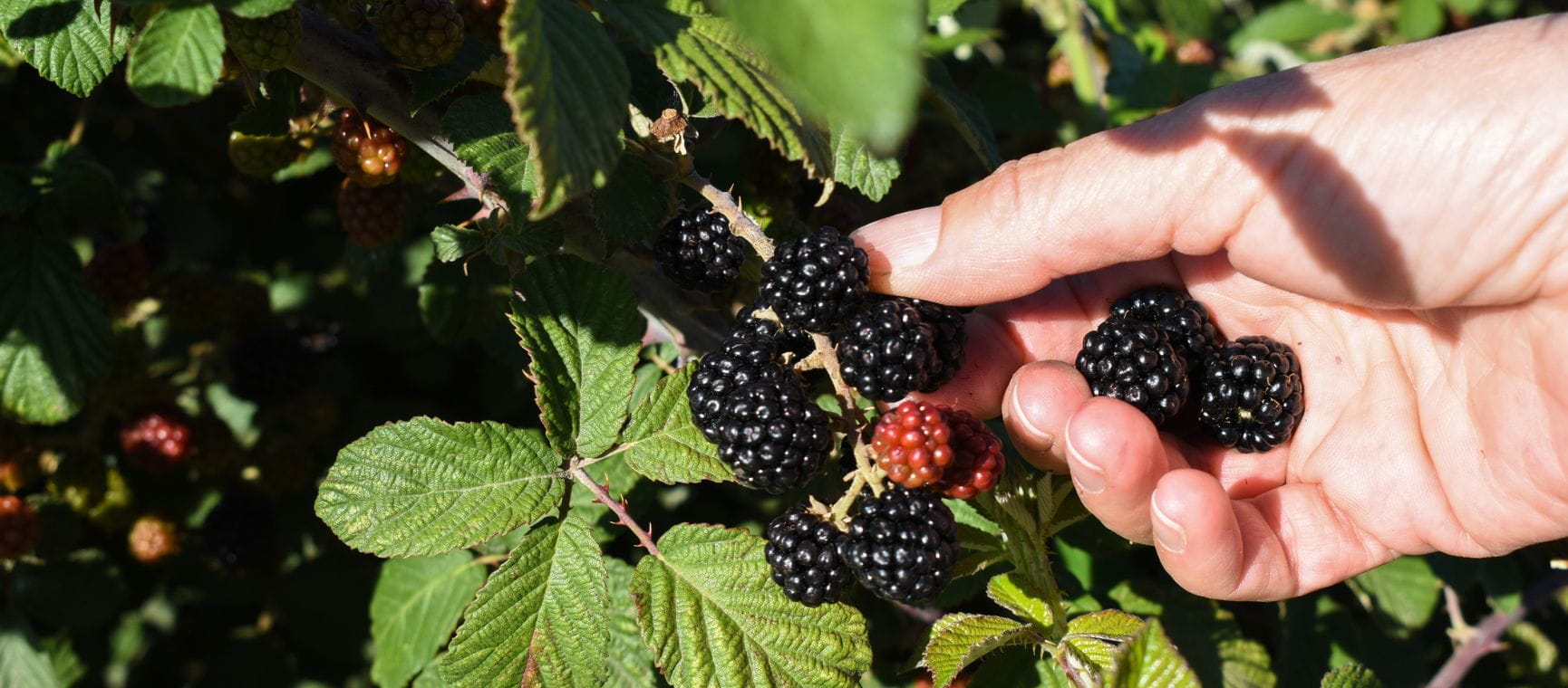 a close up of someone's hand picking a ripe blackberry from a bush