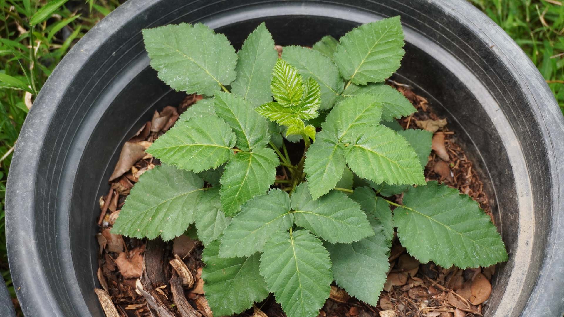 Close-up of a small blackberry plant in a grey pot with wood chippings in the base.
