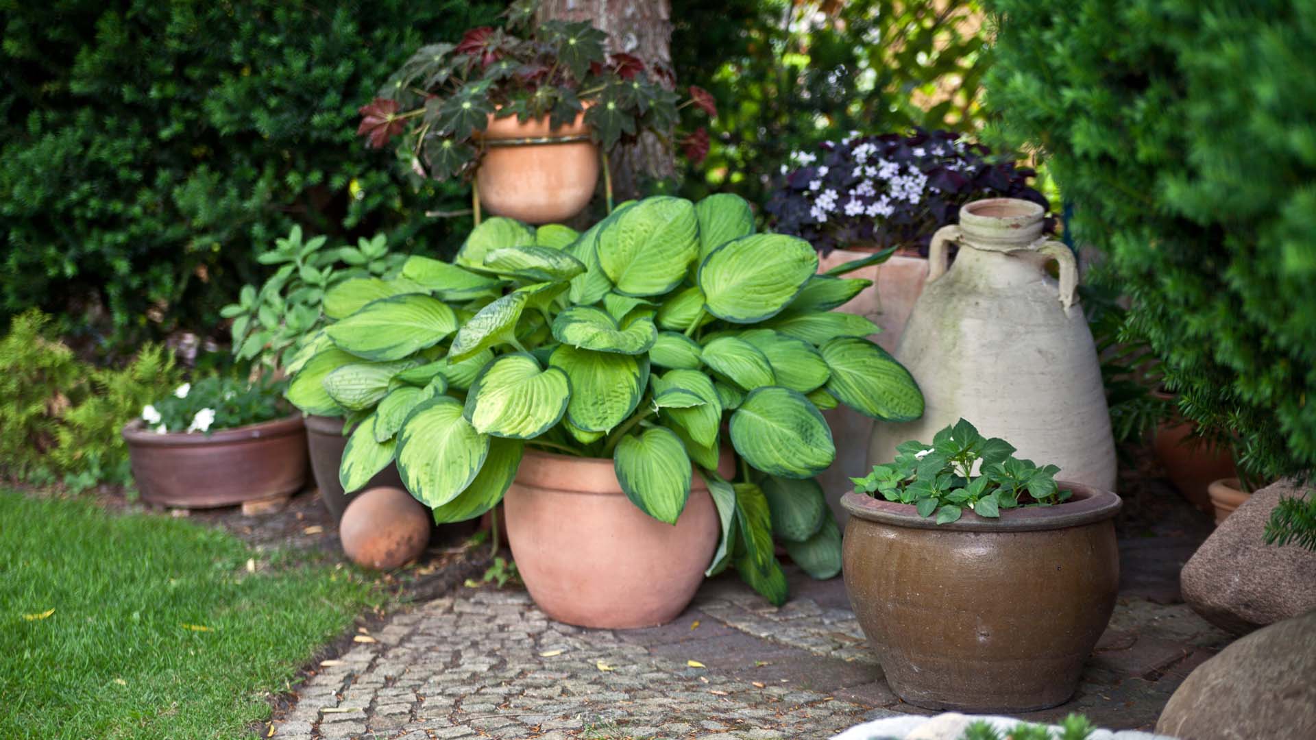 Various potted plants in a garden 