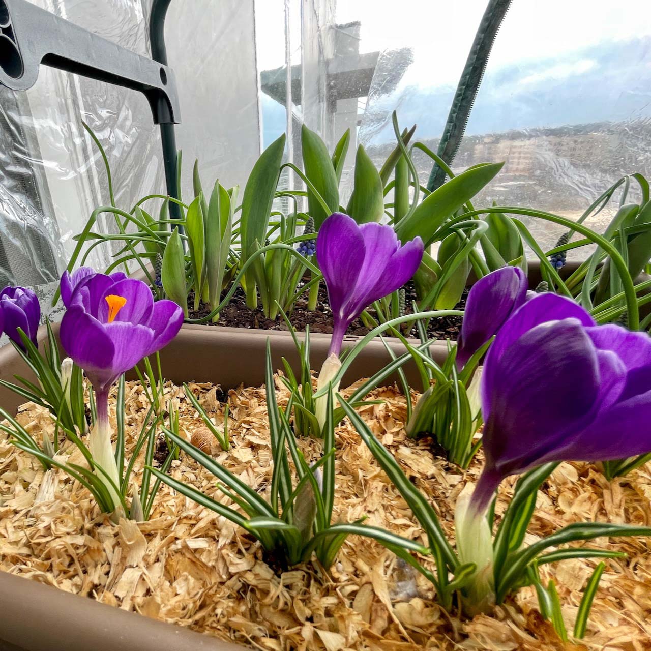 Purple crocuses in a pot covered in mulch in a balcony greenhouse. Purple crocuses