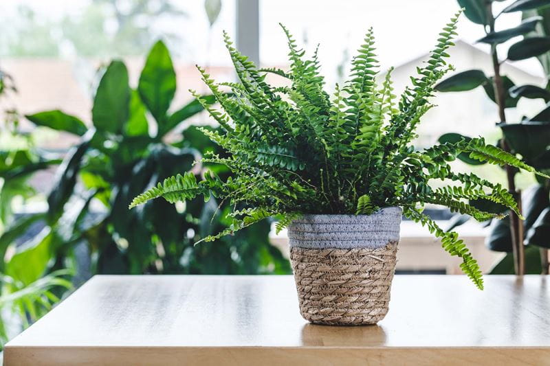 Nephrolepis exaltata (Boston fern, Green Lady) on wooden table with large plants in the background