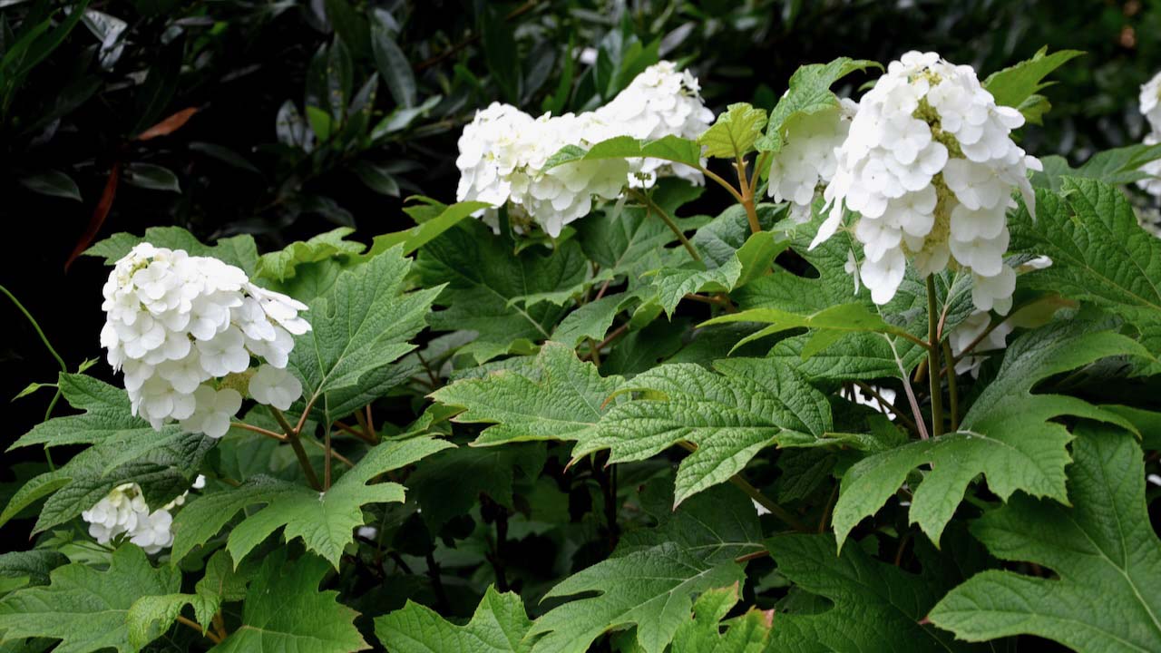 white panicles start upright but eventually lean outward and downward from the plant due to their weight. Foliage turns maroon to red in fall.