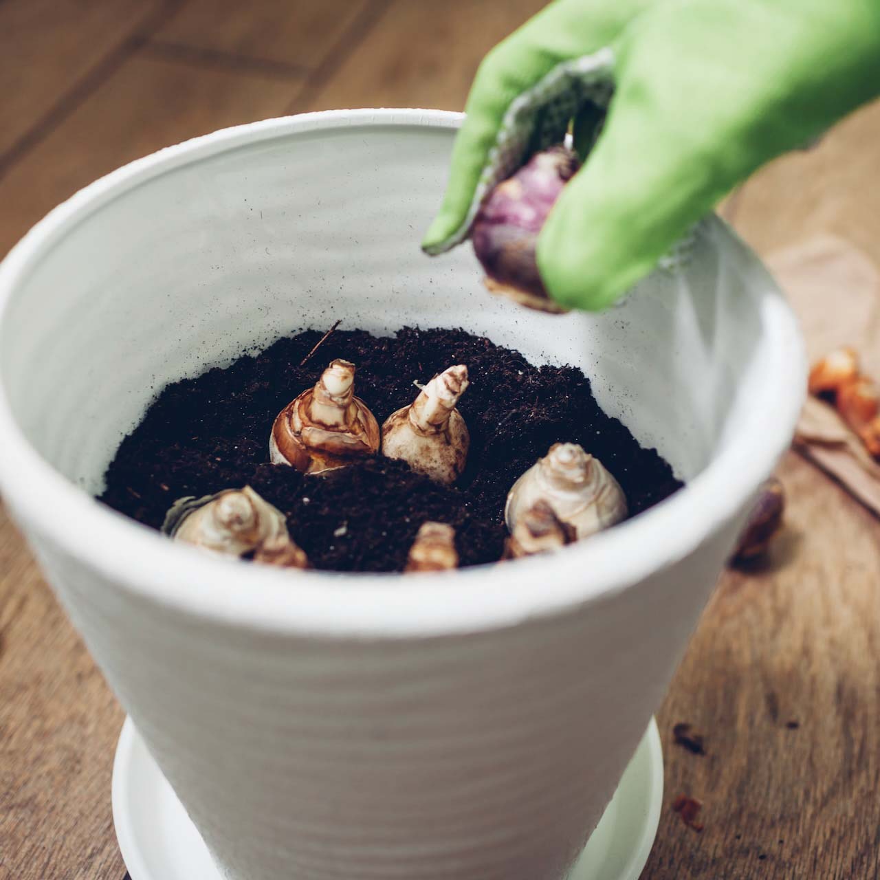 Gardener planting bulbs in pot at home. Narcissus, hyacinth bulbs growing. Autumn gardening work. Planting spring flowers in container