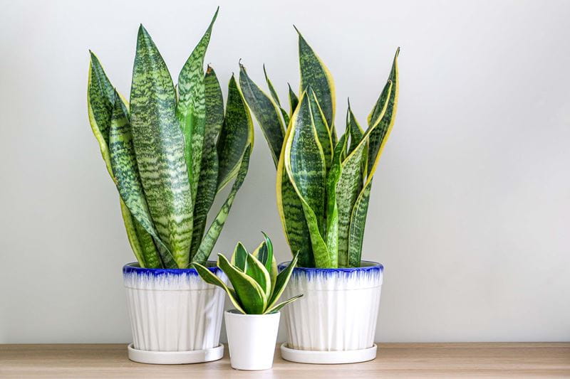 Two Dracaena trifasciata snake plants (Sansevieria trifasciata) and a small one on a light wooden table at home in front of a white wall