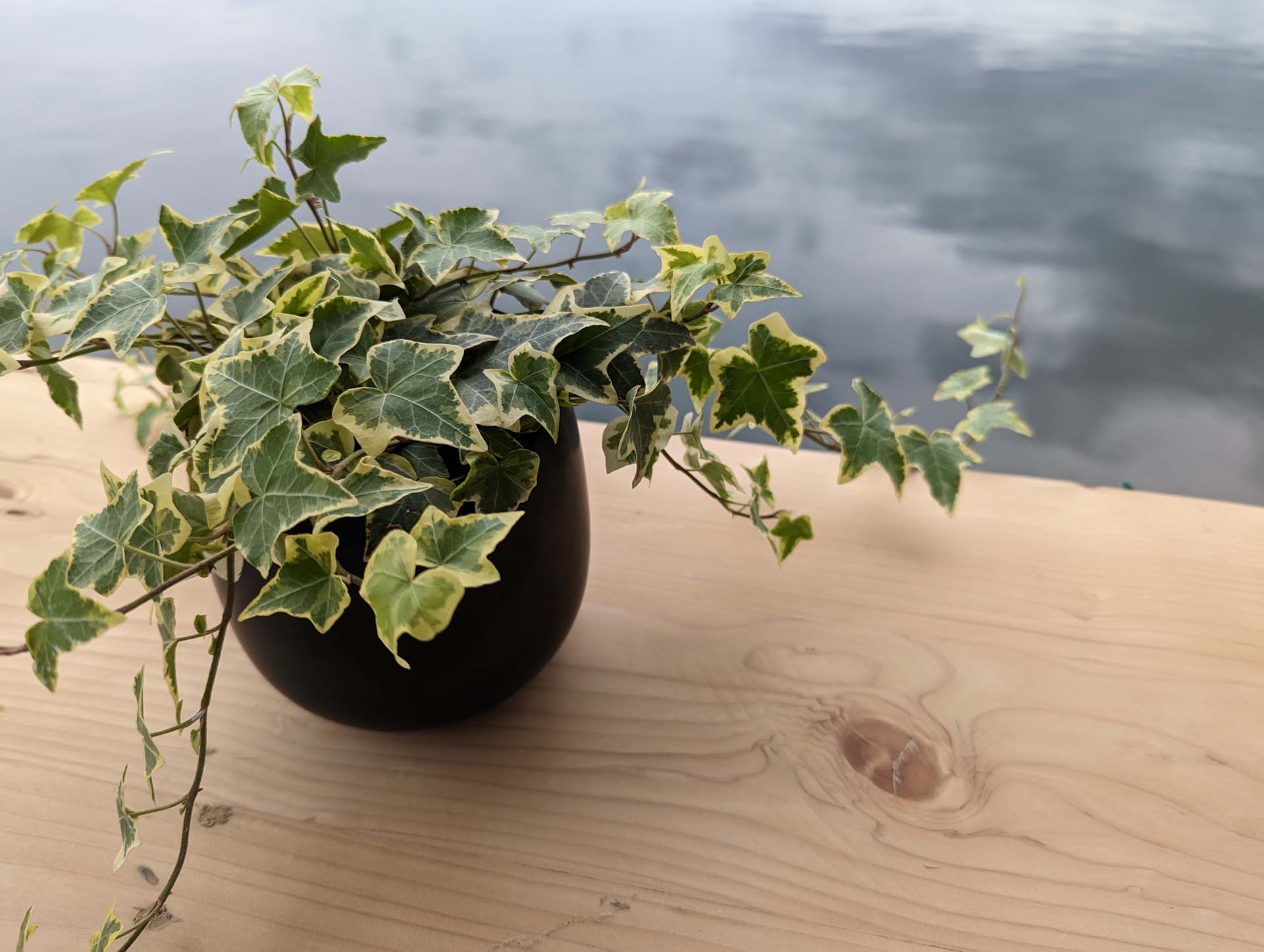 Potted plant of English Ivy leaves (Hedera helix) on top of a wooden table with greyish water in the background