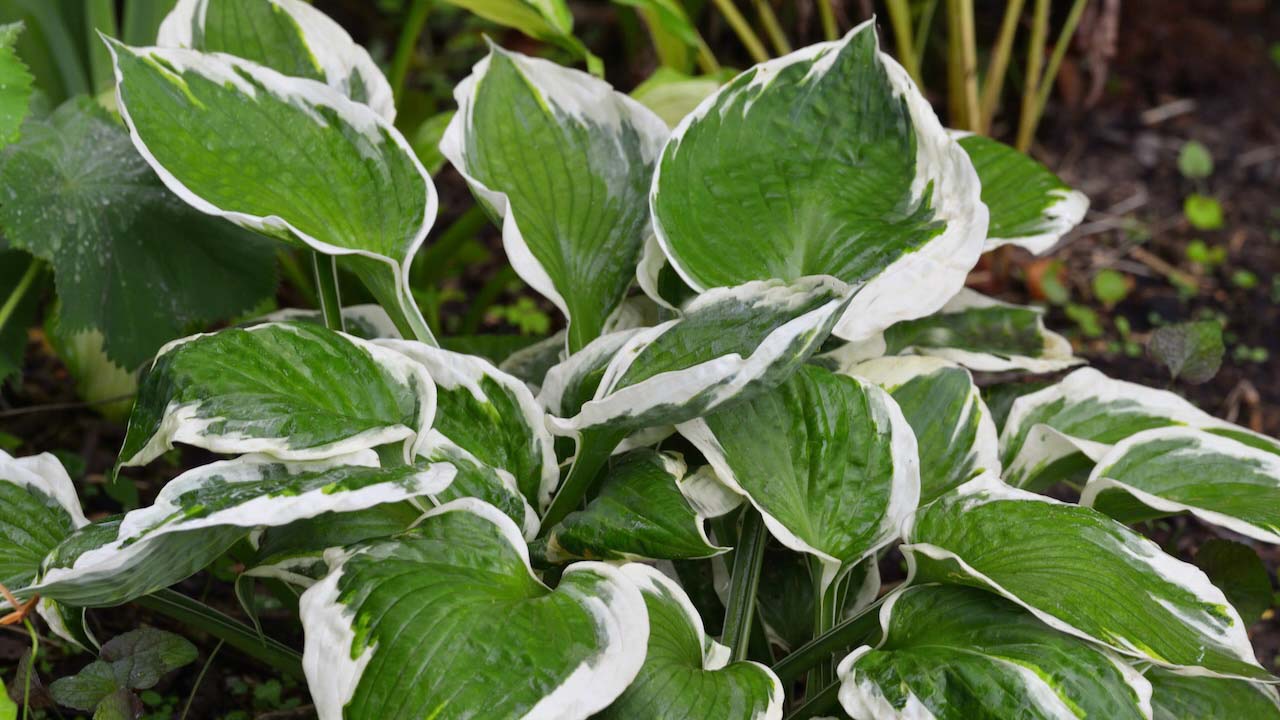 Close up of the leaves of the Hosta 'Patriot'