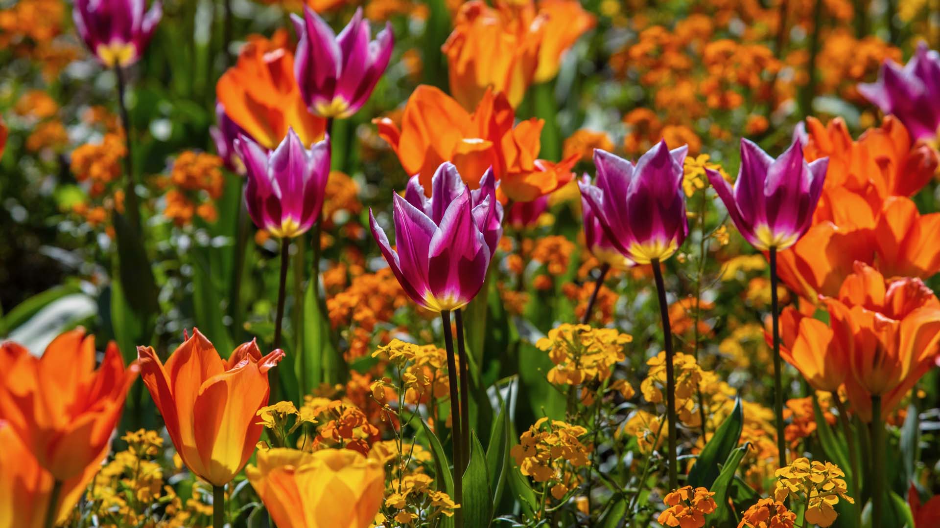 Close-up of flowering tulips in shades of purple and orange, planted in a border with yellow flowers