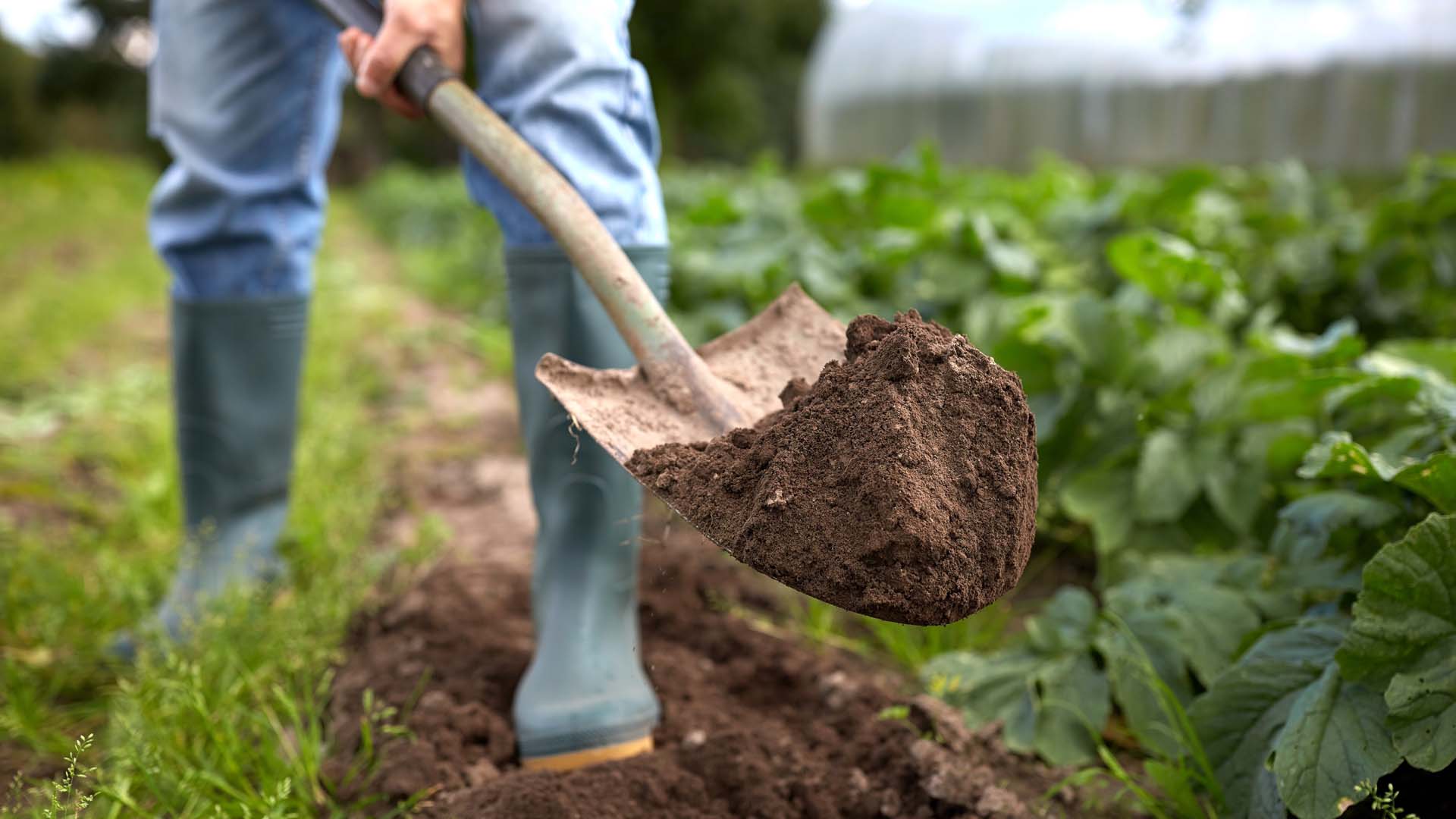Shovelling soil