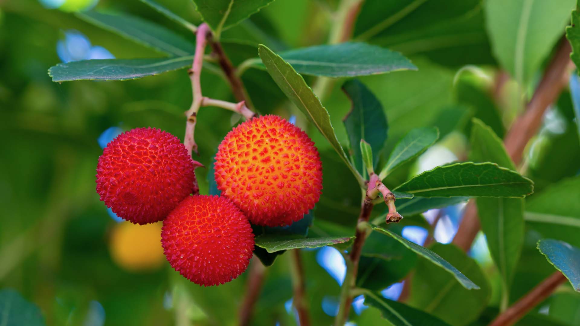 Fruits of Arbutus Unedo in autumn. Also called arbutus or strawberry tree, this tree produces small, edible red berries resembling strawberries