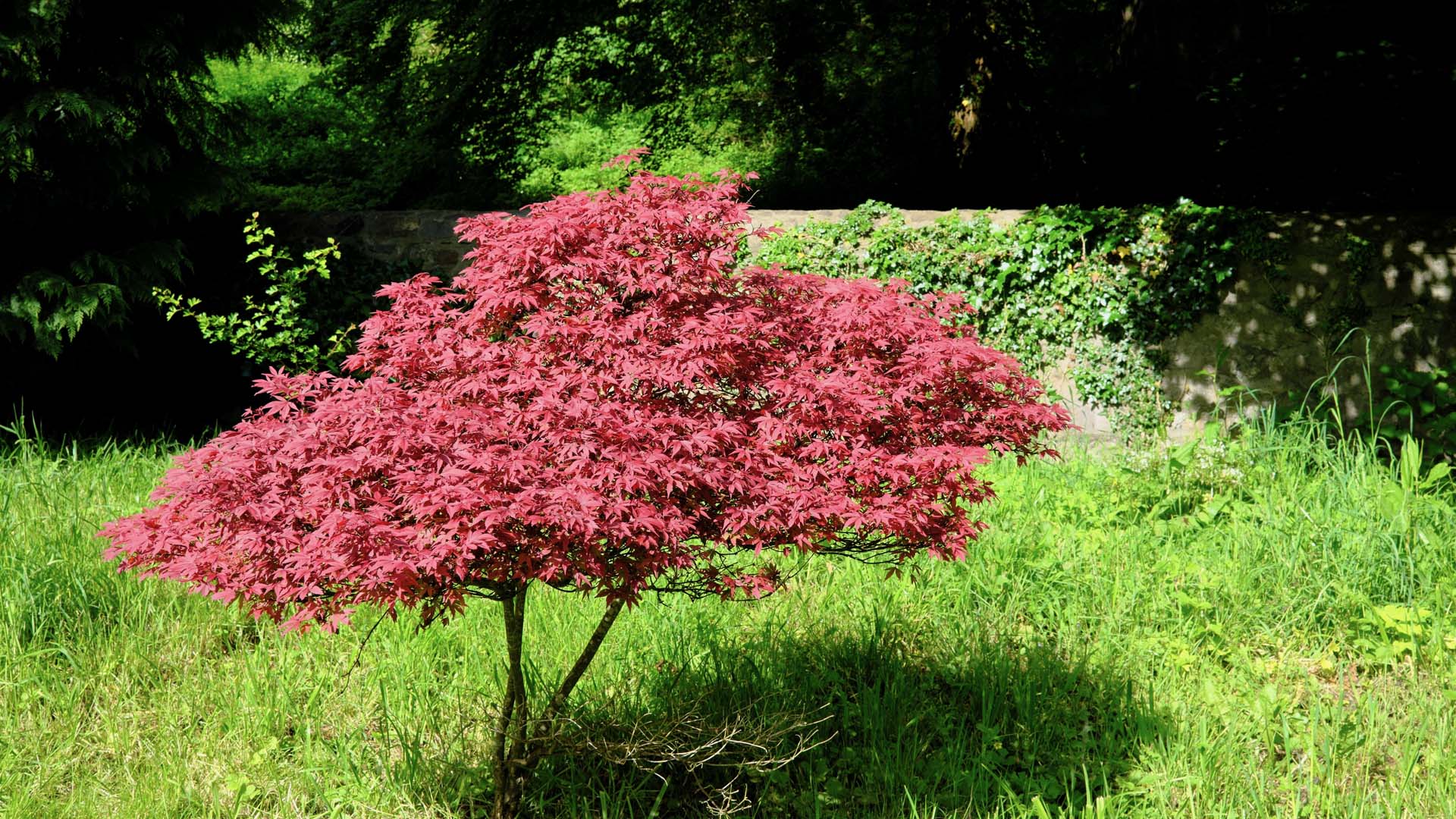 A beautiful small Acer tree with red leaves growing in a Welsh woodland garden during late May.