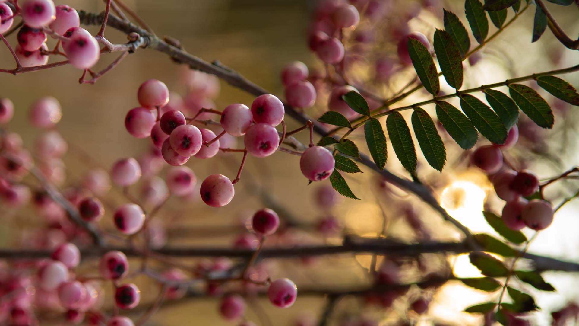 Beautiful autumnal pink berries of Sorbus vilmorinii plant
