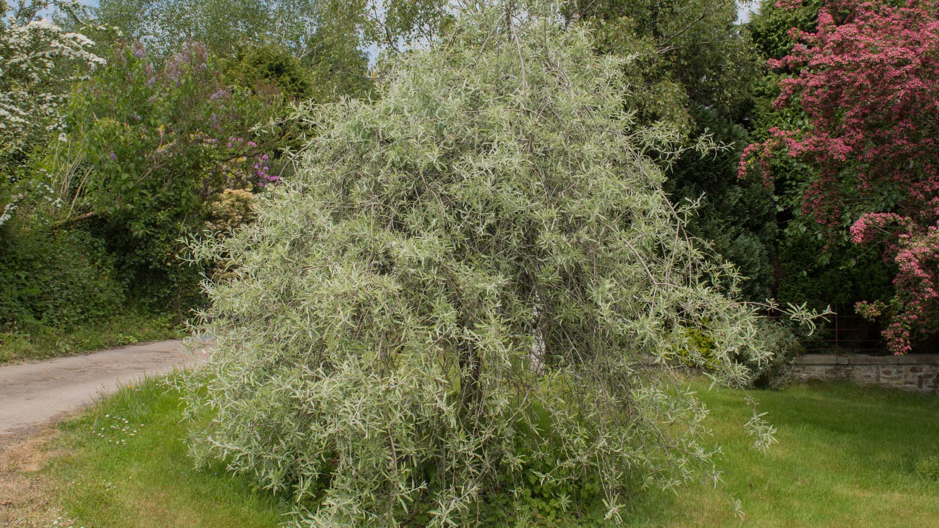 Weeping Willow Leaved Pear Tree (Pyrus salicifolia 'Pendula') in a Country Cottage Garden in Rural Devon, England, UK