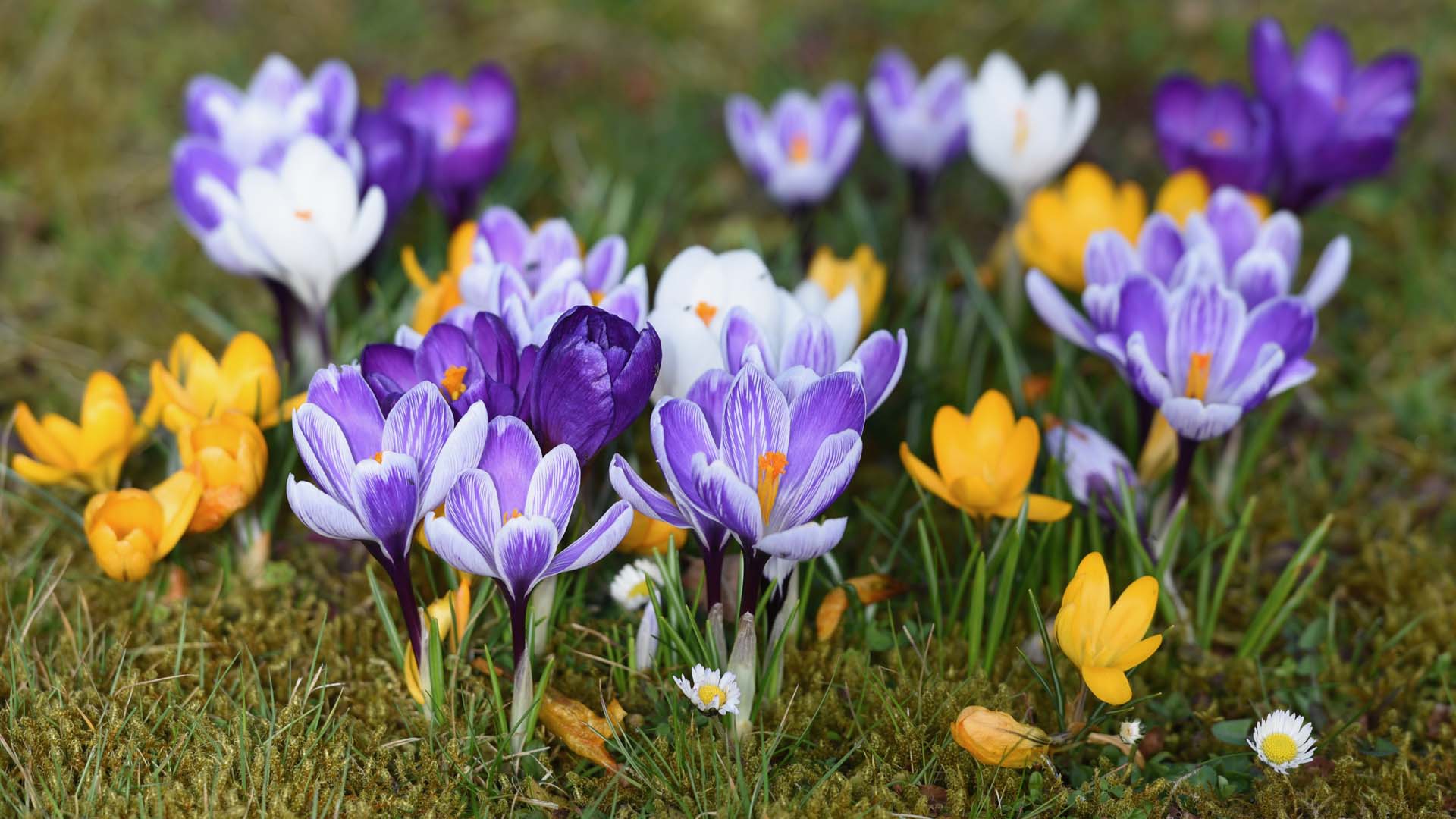 Close-up of a patch of flowering purple and yellow crocuses