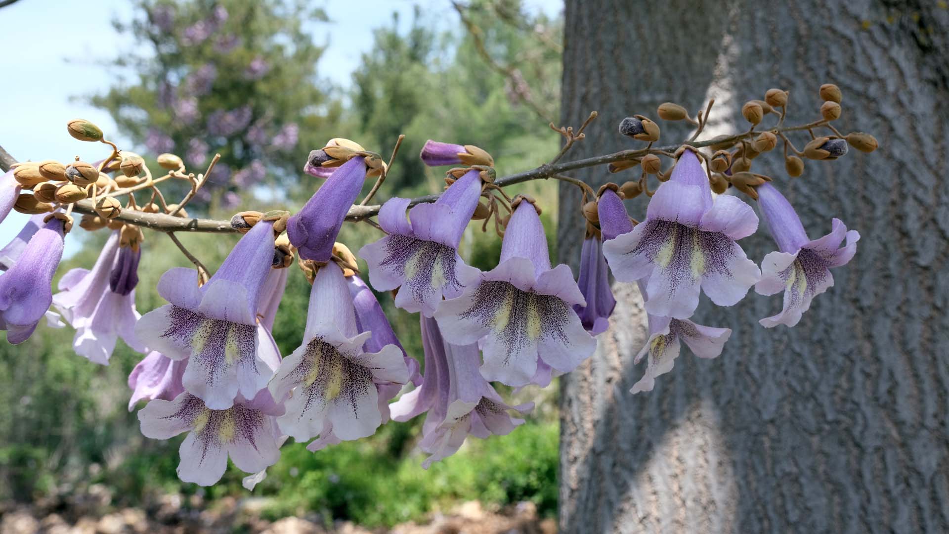 Purple flowering Paulownia Tomentosa tree close-up view from the bottom with blue sky in the background