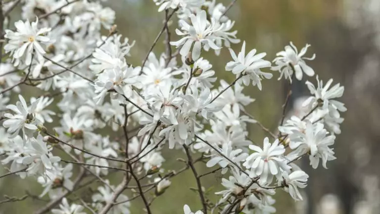 Flowering branch with beautiful magnolias stellata