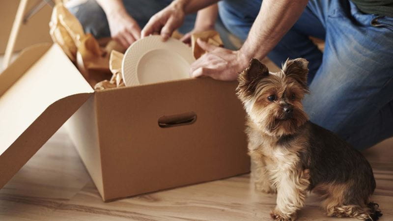 Packing crockery in a box next to dog