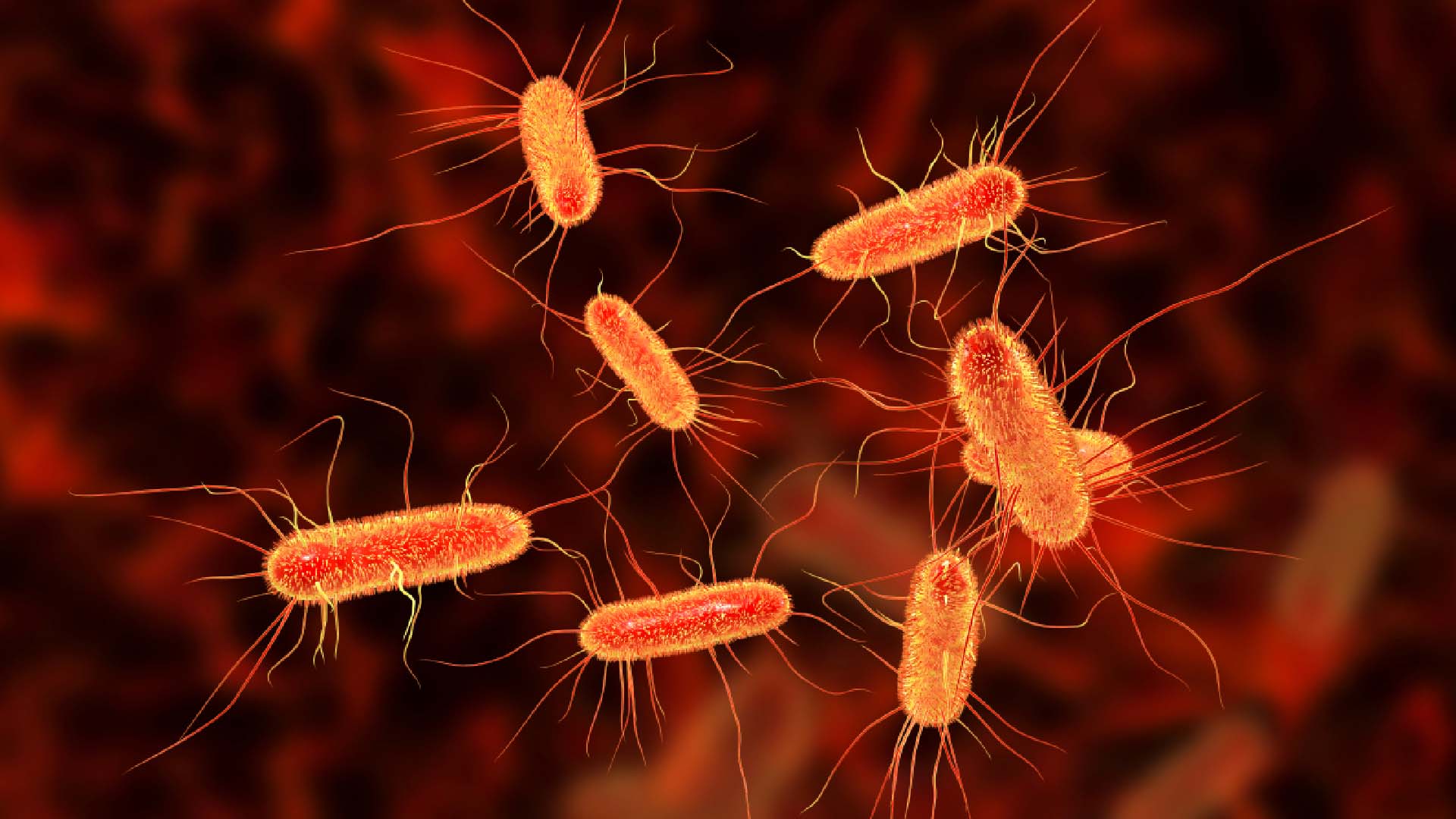 Close up of bacteria