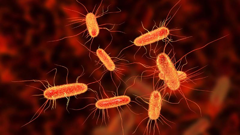 Close up of bacteria