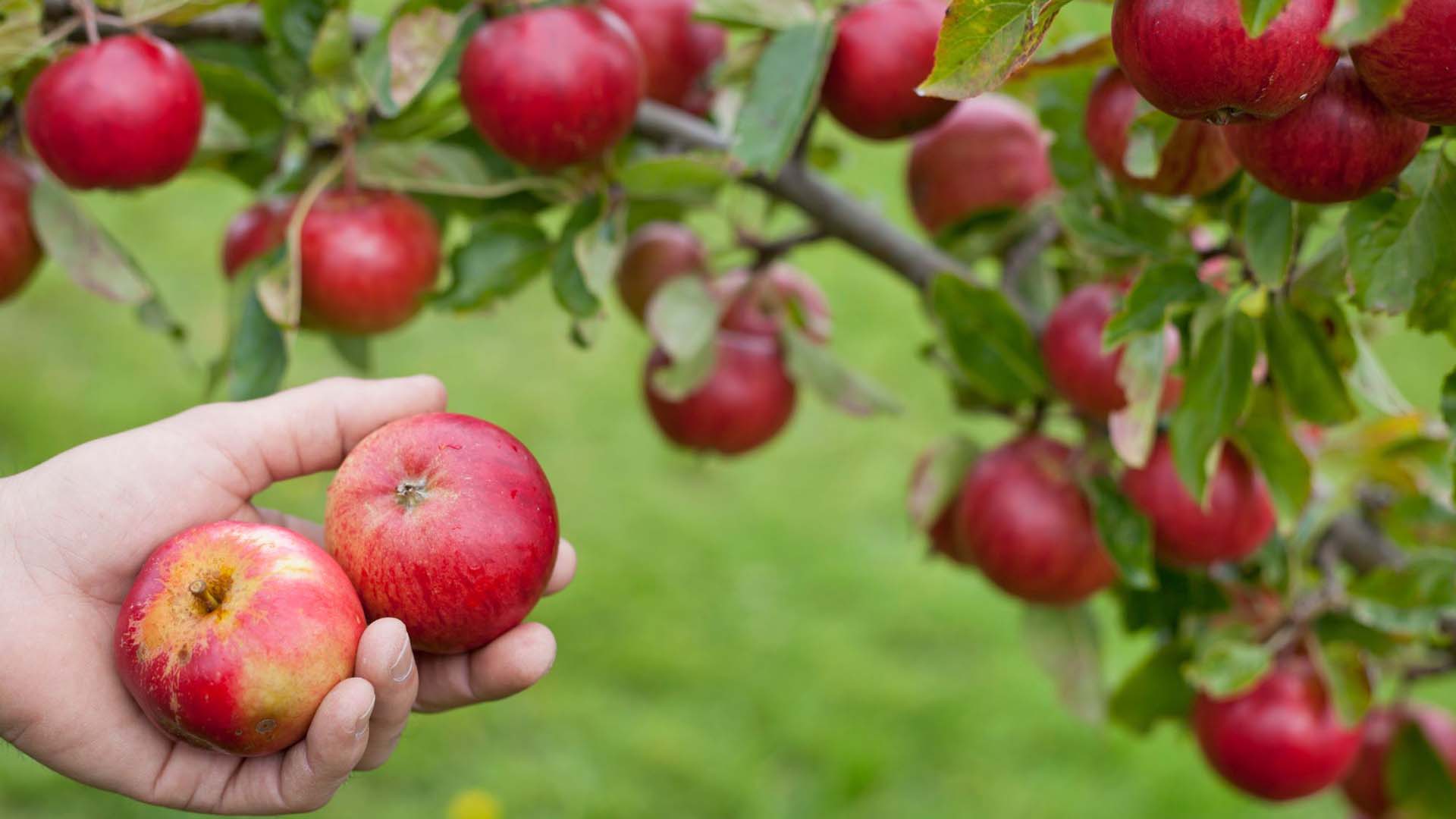 A hand holding two apples near an apple tree