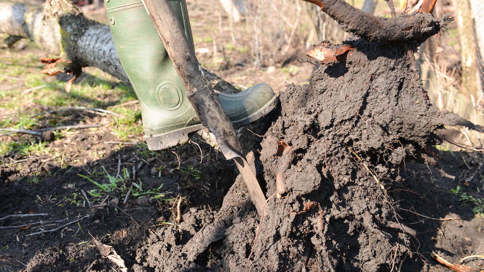 Someone with a leg on top of a fallen tree digging up the root with a shovel