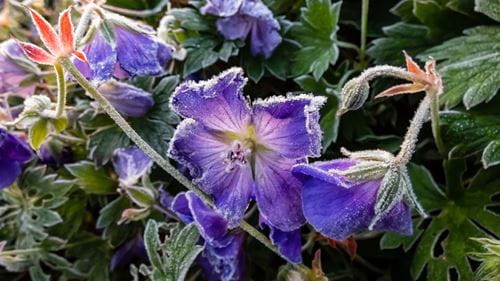 Purple geranium flowers covered in frost on a sunny day