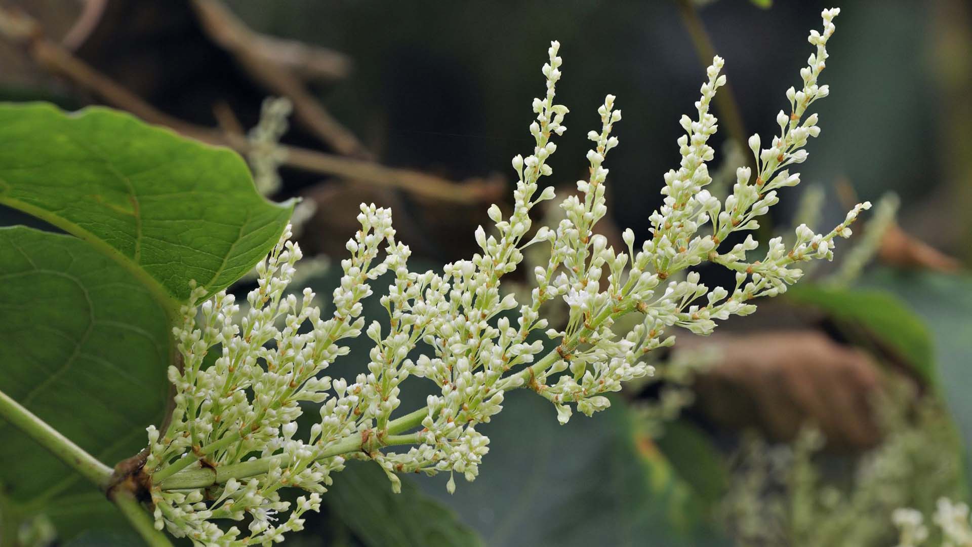 Close up of a Japanese knotweed branch