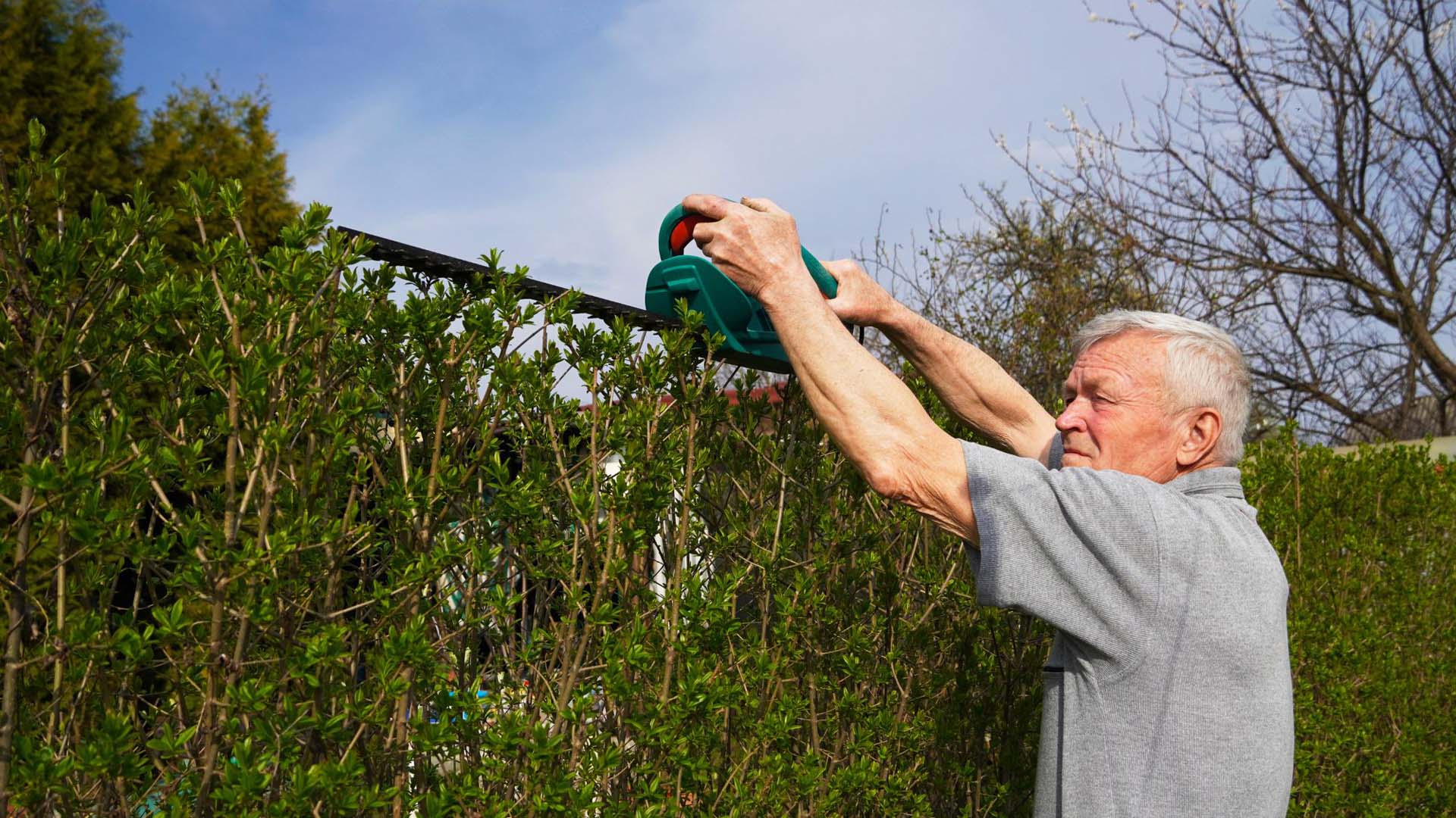 Man trimming the top of the tree fence  