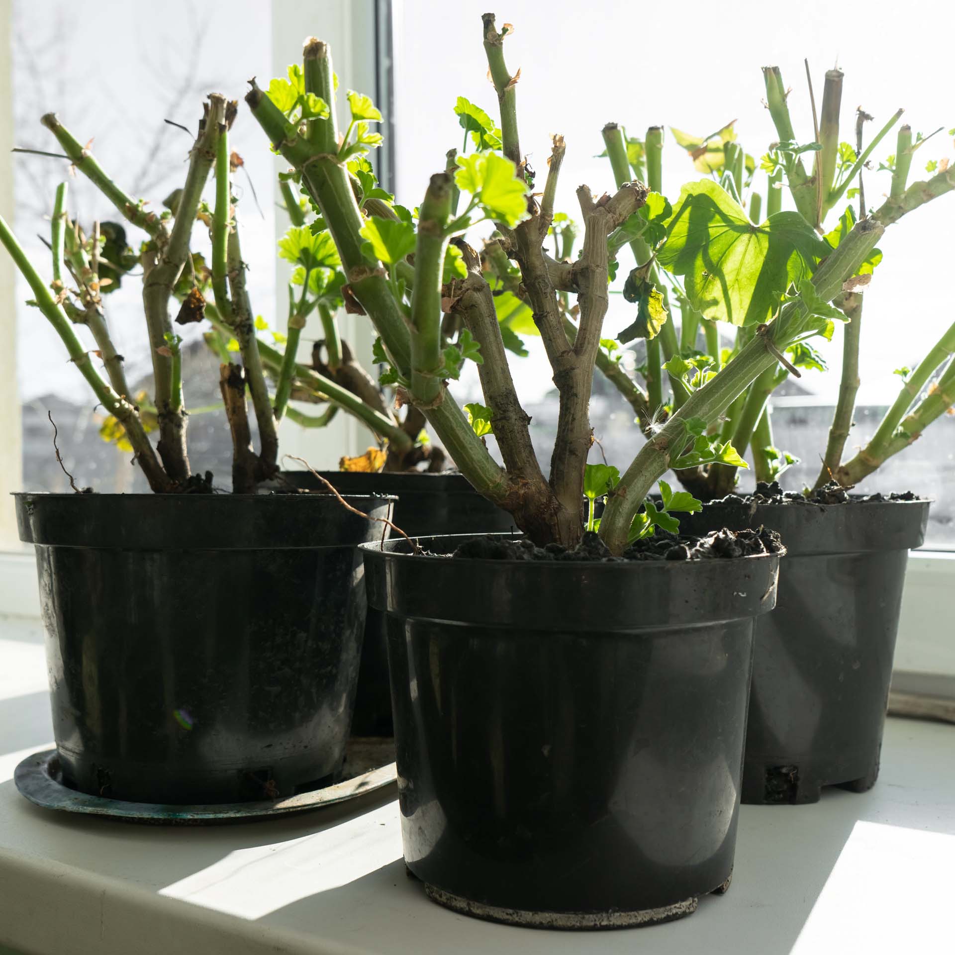 Potted pelargonium plants on a windowsill during the winter