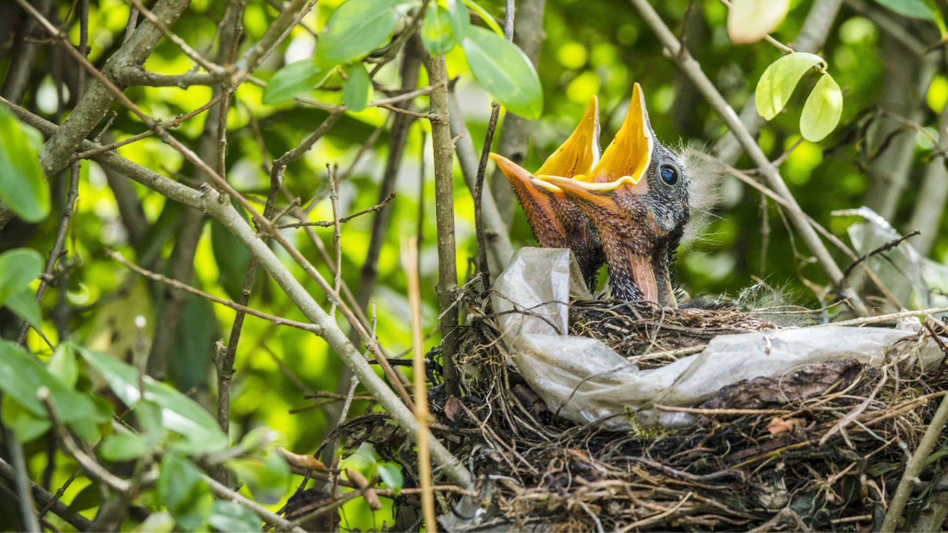 Two baby birds in their nest in the middle of a hedge fence