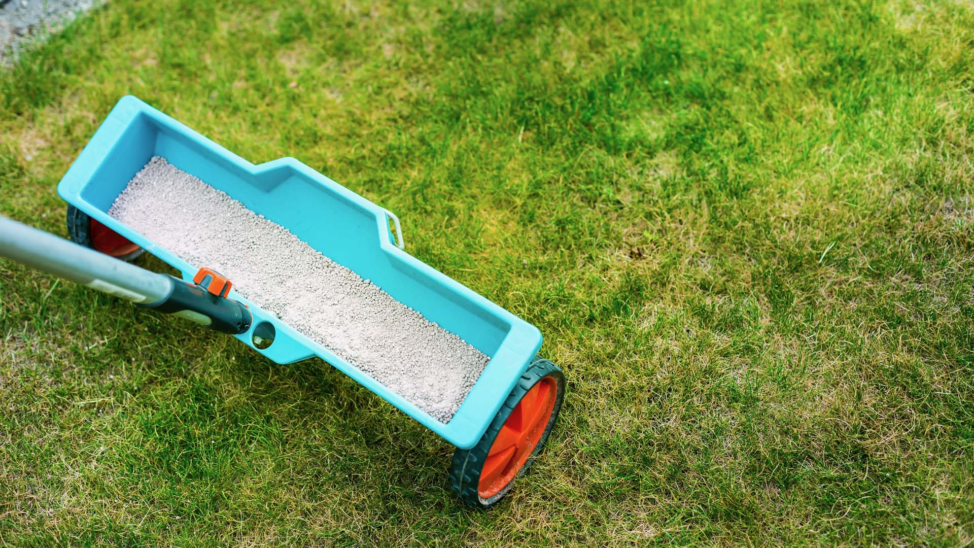 Close-up of a blue lawn seed spreader dropping lawn feed over green grass.