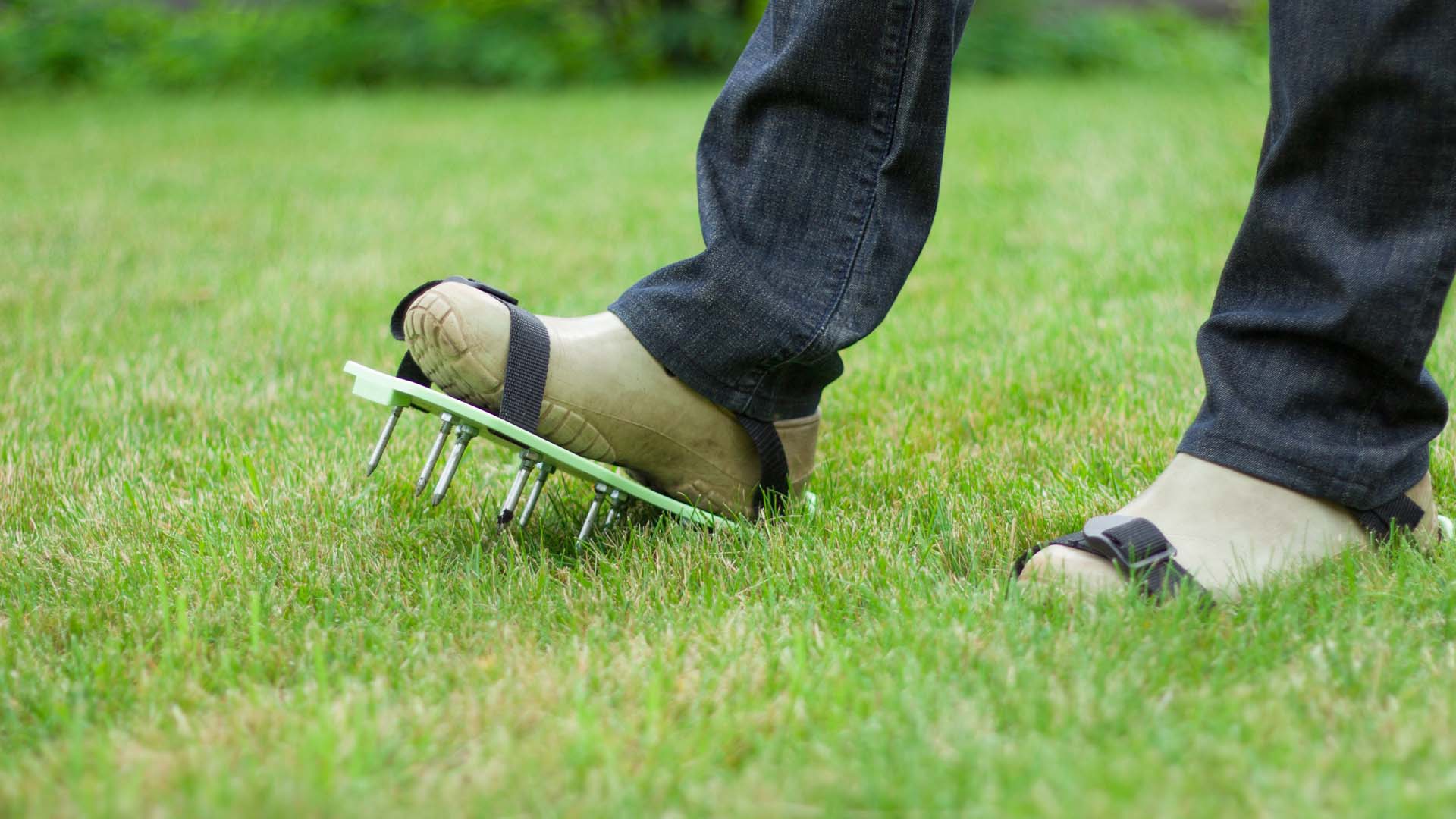 Close-up of someone wearing lawn aerating shoes with spikes on the bottom to aerate a green lawn.