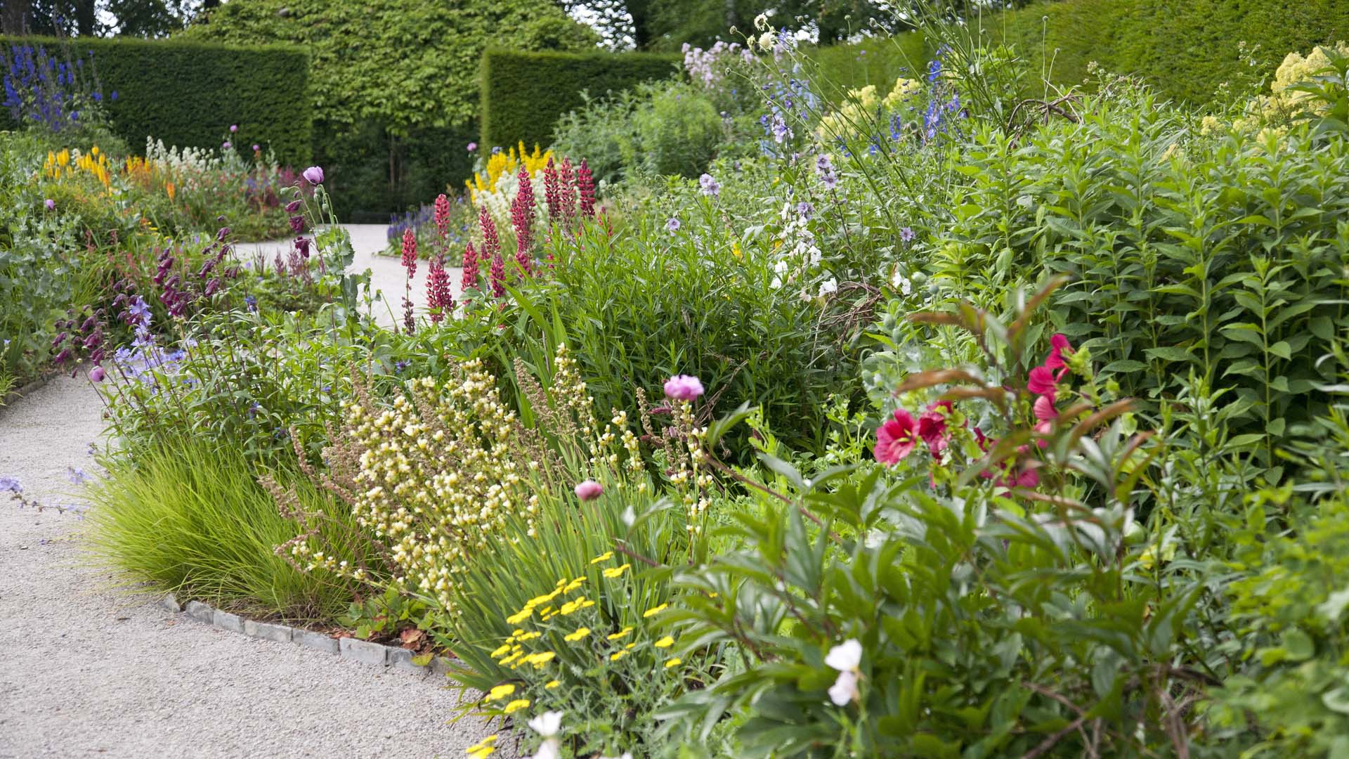 English Herbaceous Garden Border alongside a gravel pathway