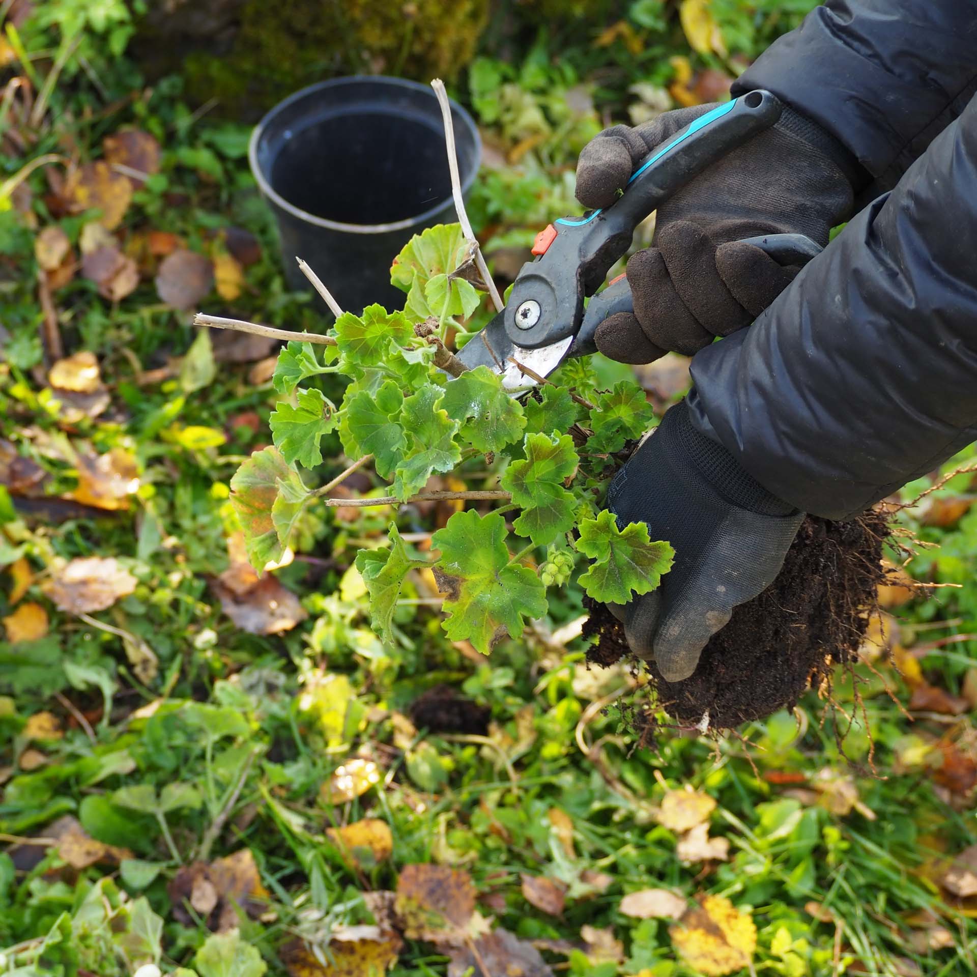 Gloved hands using secateurs to trim geranium plants